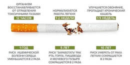 Что происходит в организме в течение первого года после отказа от курения? #1